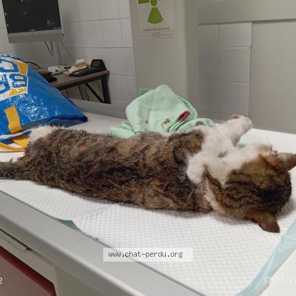 Photo 1/1 Found cat Found in Marboz