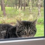 Picture of cat found at Parentis En Born