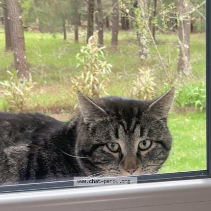 Photo 2/3 Found cat Found in Parentis en born