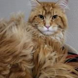 Picture of cat lost at Sucy En Brie