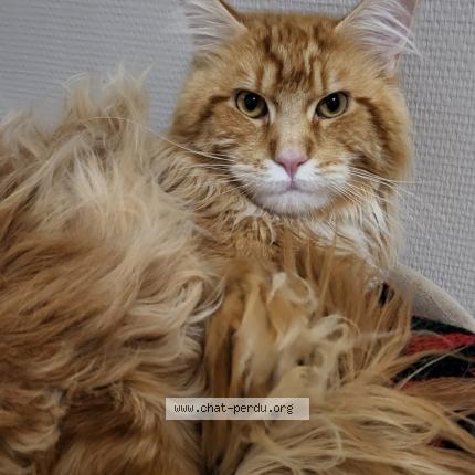 Photo 1/1 Smakhou Chat lost in Sucy en brie