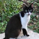 Picture of cat lost at Jouques