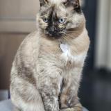 Picture of cat lost at Lille