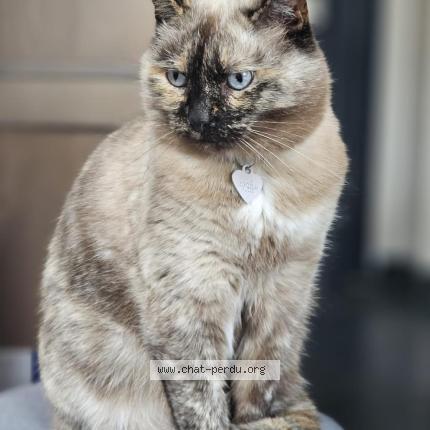 Photo 1/1 Grey's Chat lost in Lille