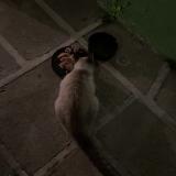 Picture of cat found at Marignane