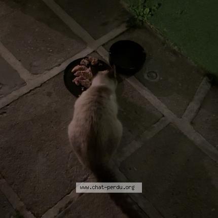 Photo 1/1 Found cat Found in Marignane