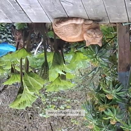 Photo 1/1 Found cat Found in Plouha