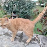 Picture of cat found at Sarlat La Caneda