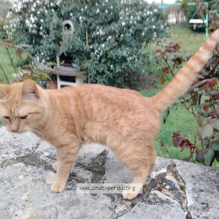 Photo 1/1 Found cat Found in Sarlat la caneda