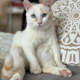 Picture of cat lost at Douvaine