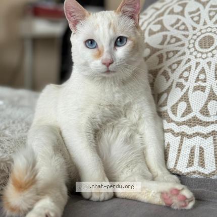 Photo 1/1 Flocon Chat lost in Douvaine