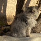 Picture of cat lost at Saint Gilles