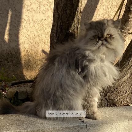 Photo 1/1 Maya Chat lost in Saint gilles