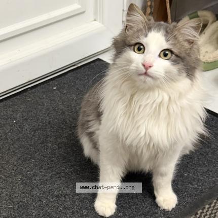 Photo 1/1 Found cat Found in La ronde