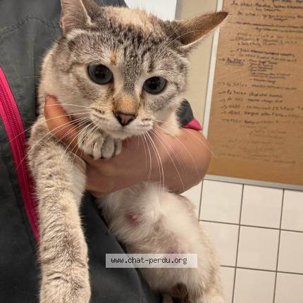 Photo 1/1 Found cat Found in Montauban