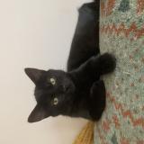 Picture of cat lost at Saint Andre Lez Lille