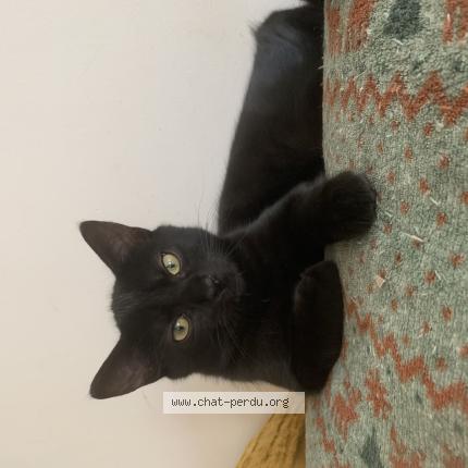 Photo 1/1 NUTS Chat lost in Saint andre lez lille