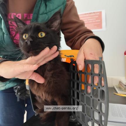 Photo 1/1 Found cat Found in Montauban