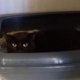 Picture of cat found at Montauban