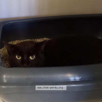 Photo 1/1 Found cat Found in Montauban