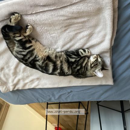 Photo 1/1 Found cat Found in Paris 15eme arrondissement