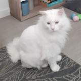 Picture of cat lost at Lys Lez Lannoy