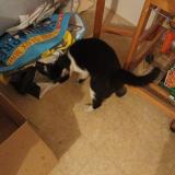 Picture of cat found at Nantes