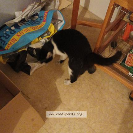 Photo 1/1 Found cat Found in Nantes