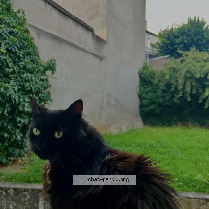 Photo 1/1 Moorea Chat lost in Nancy