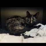 Picture of cat lost at Rousset