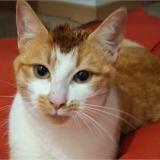 Picture of cat lost at Bauge En Anjou