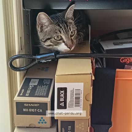 Photo 1/3 Found cat Found in Montreuil