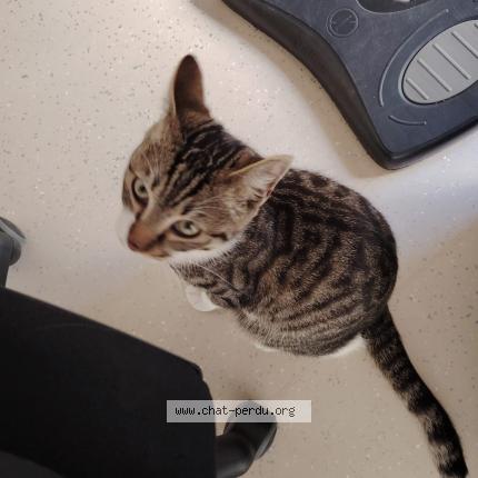 Photo 2/3 Found cat Found in Montreuil