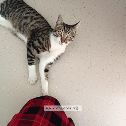 Photo 3/3 Found cat Found in Montreuil