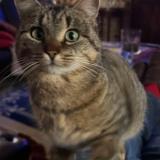 Picture of cat lost at Rodange