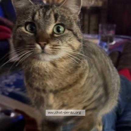 Photo 1/1 Tigger Chat lost in Rodange