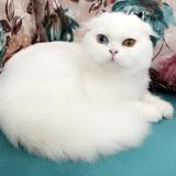 Picture of cat lost at Bezons