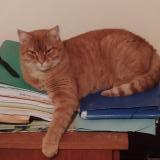 Picture of cat lost at Neris Les Bains