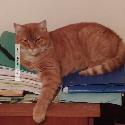 Photo 1/1 Raoul Chat lost in Neris les bains