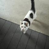 Picture of cat found at Saint Clet