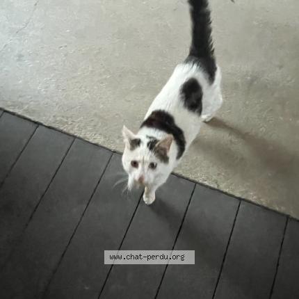 Photo 1/1 Found cat Found in Saint clet