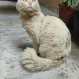 Picture of cat found at Islamabad