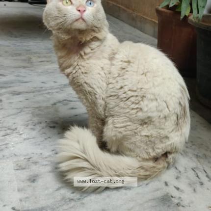Photo 1/1 Found cat Found in Islamabad