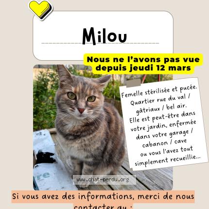 Photo 1/1 Milou Chat lost in Chanteloup les vignes