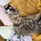 Picture of cat lost at Puy Leveque