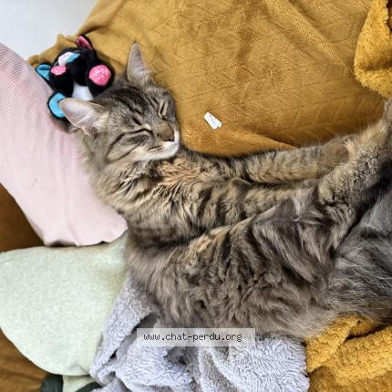 Photo 1/1 Moshi Chat lost in Puy leveque