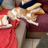 Picture of cat lost at Sigean