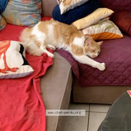 Photo 1/1 Tigrou Chat lost in Sigean