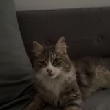 Picture of cat lost at Limoges