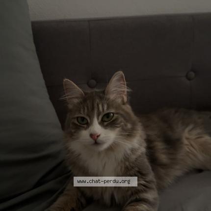 Photo 1/1 Luma Chat lost in Limoges